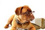 image of studious dog