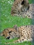 photo of sleeping cheetah