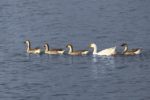 Photo of five waterfowl by Luzap on Pixabay