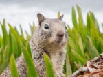 California ground squirrel by JoeBreuer on Pixabay